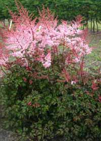 Astilbe 'Delft Lace'